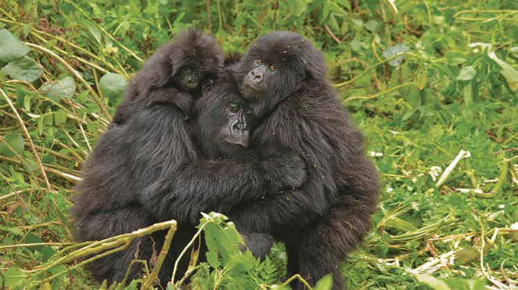Gorilas-das-montanhas (Gorilla beringei) se abraçam e reproduzem comportamentos sociais parecidos com os dos humanos