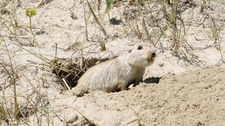 O roedor tuco-tuco (Ctenomys flamarioni), que está ameaçado de extinção e habita dunas costeiras do bioma Pampa
