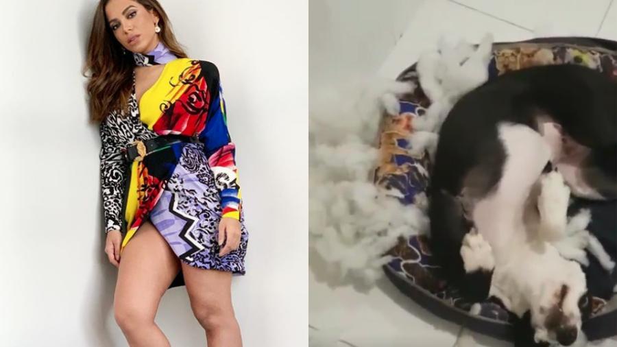 Anitta e seu cachorrinho, que destruiu o novo figurino de show da cantora - Reprodução/Instagram