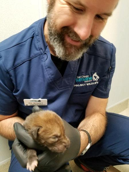 O filhote de coiote confundido com um cachorro em San Diego - San Diego Humane Society