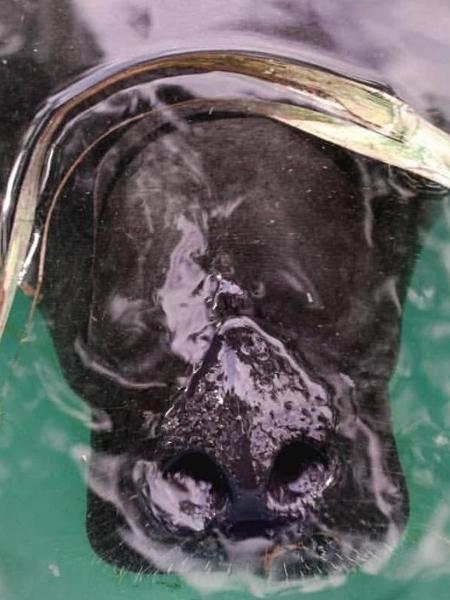 2 - Divulgação/ZooUnama - Divulgação/ZooUnama