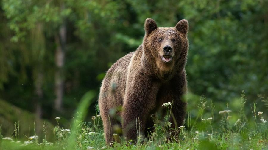 Urso das florestas romenas, consideradas a "Amazônia da Europa" - Getty Images/iStockphoto