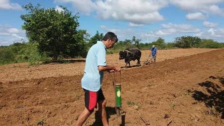 Depois da terra preparada, as sementes são colocadas nas covas e cobertas com terra, dando início à plantação - Arquivo pessoal/Euzébio Cavalcanti - Arquivo pessoal/Euzébio Cavalcanti