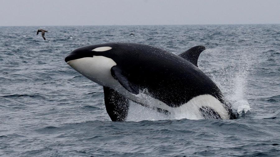 Orca - REUTERS/Kim Kyung-Hoon/File Photo
