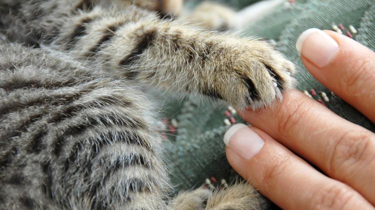 Pessoas que têm um gato – ou tiveram no passado – correm menos risco de derrame e doença cardíaca