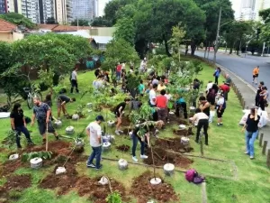 Florestas de bolso: "ilhas verdes" que ajudam a resfriar as cidades