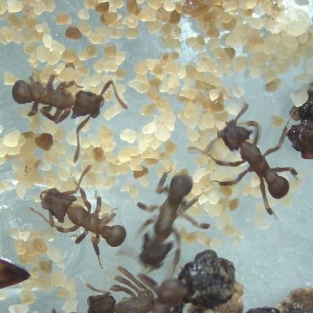 Pesquisa explora bactérias que vivem em simbiose com insetos como fonte para novos fármacos - Weilan Melo; Taise Fukuda e Camila Pereira