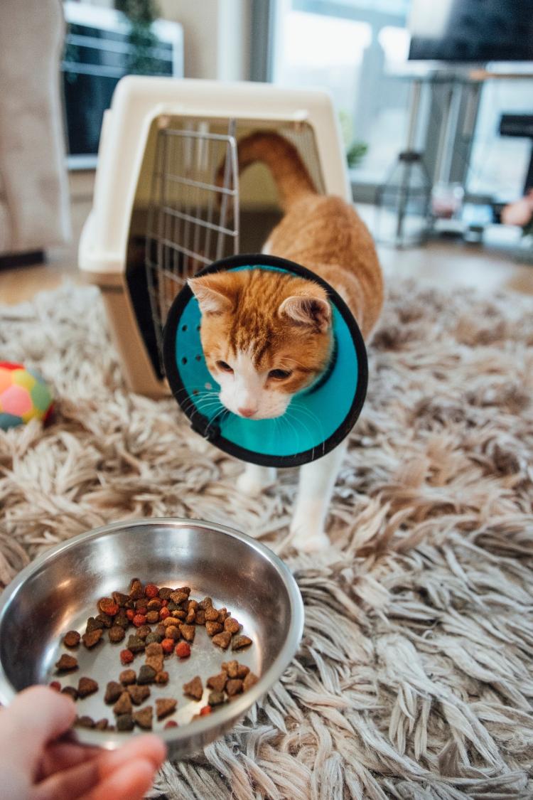 O apetite pode mudar um pouco, mas alimentação balanceada é essencial - Getty Images - Getty Images