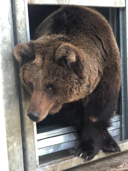 A ursa Kiryusha, após chegar ao seu novo lar, em um zoológico da Holanda - Reprodução/Ouwehands Dierenpark Rhenen