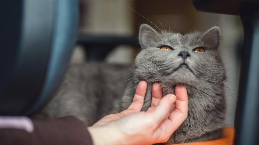 O ronronar dos gatos é uma eficiente arma de manipulação de humanos - Getty Images/iStockphoto