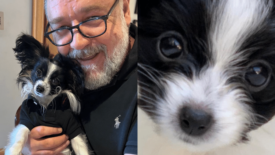 Louis, cachorro de estimação do ator Russell Crowe, morreu após ser atropelado - Reprodução/Twitter