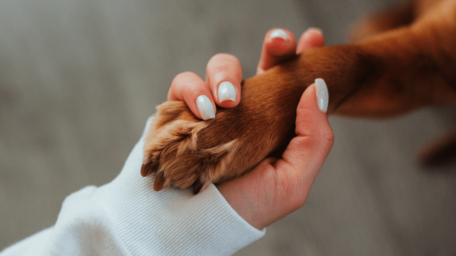 Mão humana e pata de cachorro Mão humana e pata de cachorro