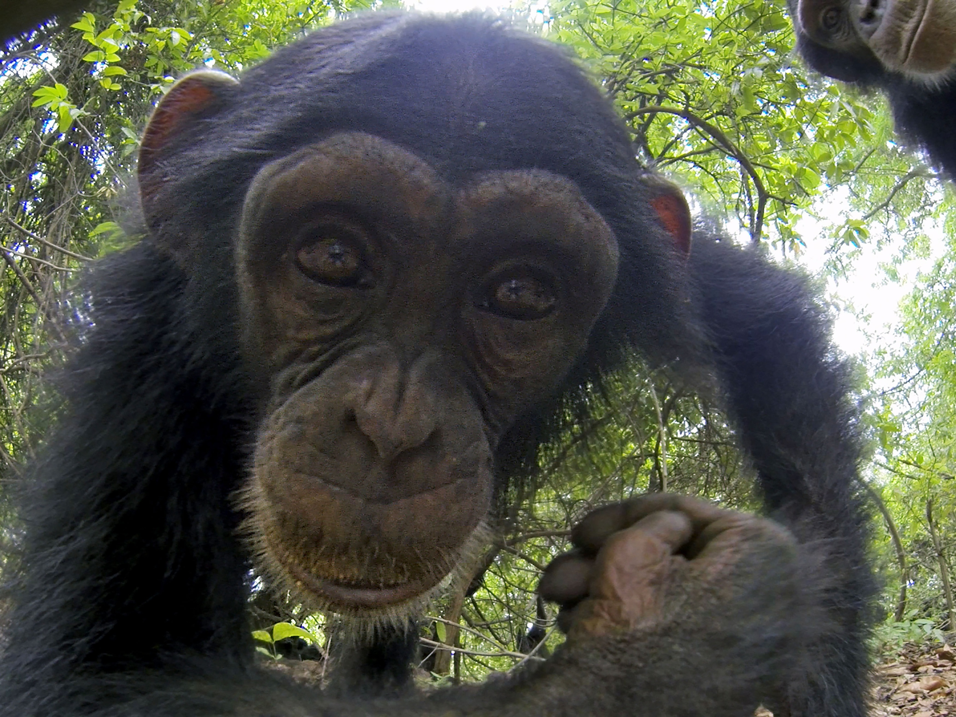 Macaco fofo passando tempo na natureza