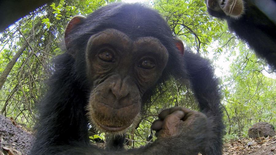 Macaco observa em seu habitat um robô-espião em "Espiões da Natureza", no Animal Planet - Divulgação/Discovery Channel