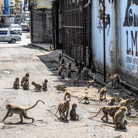 Problema com os macacos é antigo na cidade; foto de junho de 2020 mostra os animais nas ruas de Lopburi