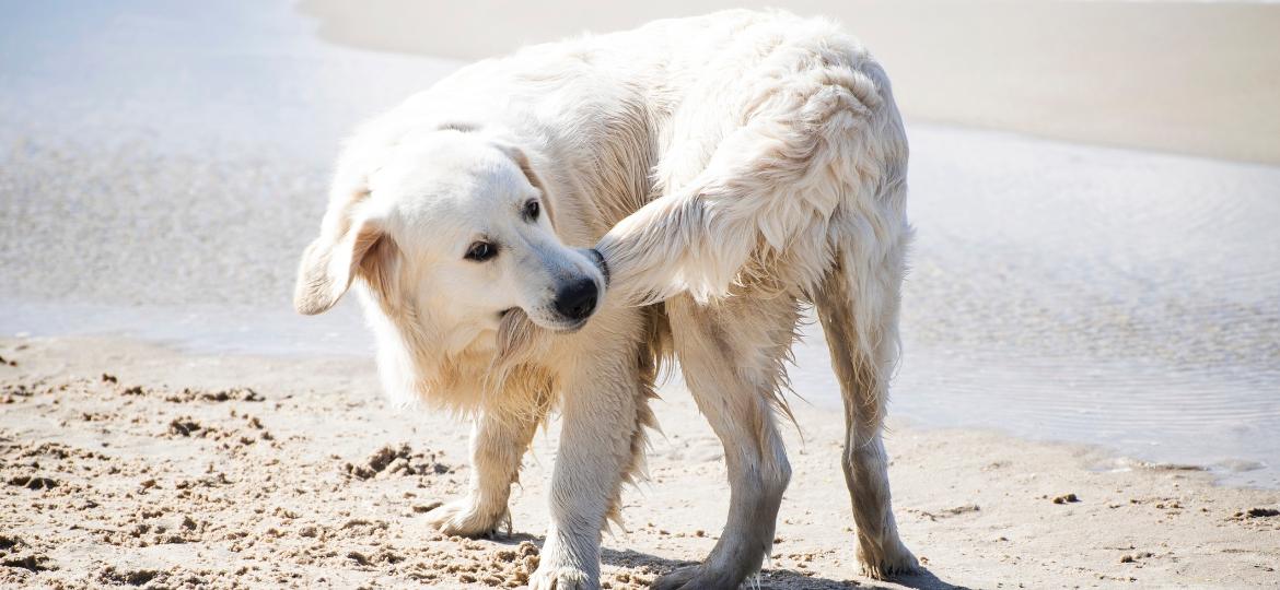 Cachorro correr atrás do próprio rabo não é engraçado e pode indicar doenças - Getty Images/iStockphoto