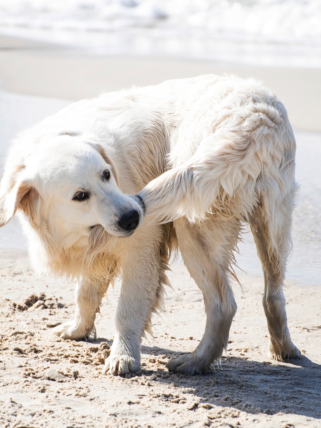 Cachorro que corre atrás do próprio rabo: como evitar