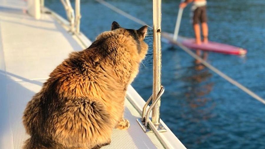 Mel Gibson, um dos cinco gatinhos do veleiro-catamarã 7 Vidas - Arquivo pessoal