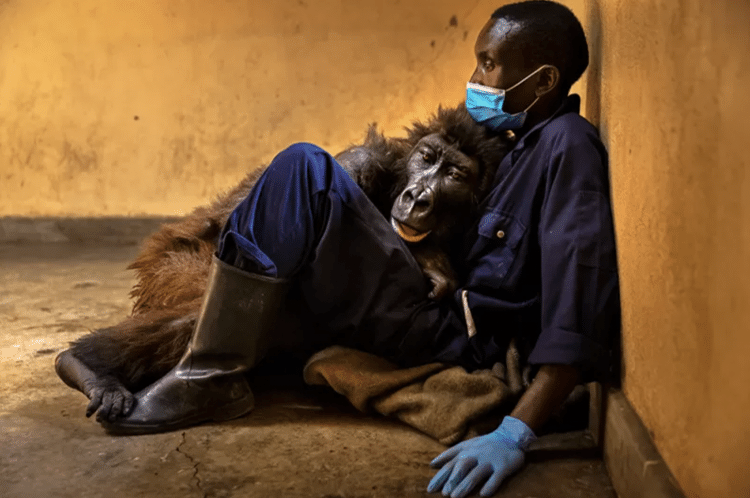 Perto do fim da vida, a gorila Ndakasi procura conforto no colo de seu cuidador - Brent Stirton/WPY - Brent Stirton/WPY