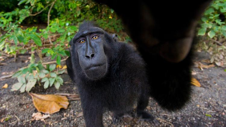 Macaco-de-crista (Macaca nigra) segura câmera na hora de ser fotografado. 
