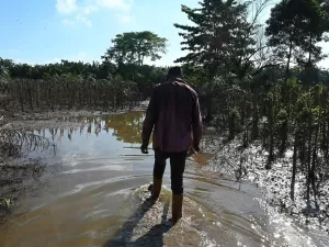 Tá chovendo peixe: fenômeno misterioso em Honduras intriga e atrai