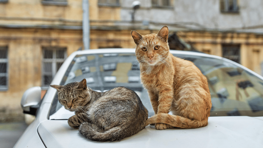 Alguns padrões de cor têm relação com o sexo do animal Alguns padrões de cor têm relação com o sexo do animal