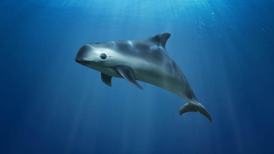 Vaquita - wwf