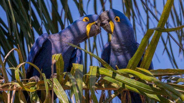 Arara-azul - Wolfgang Kaehler/LightRocket via Getty Images - Wolfgang Kaehler/LightRocket via Getty Images