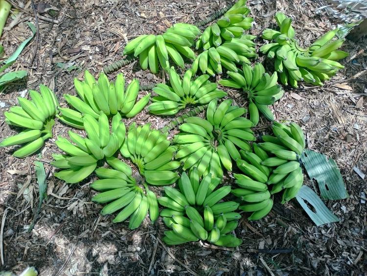 Bananas cultivadas na horta da Comunidade Caranguejo Tabaiares
