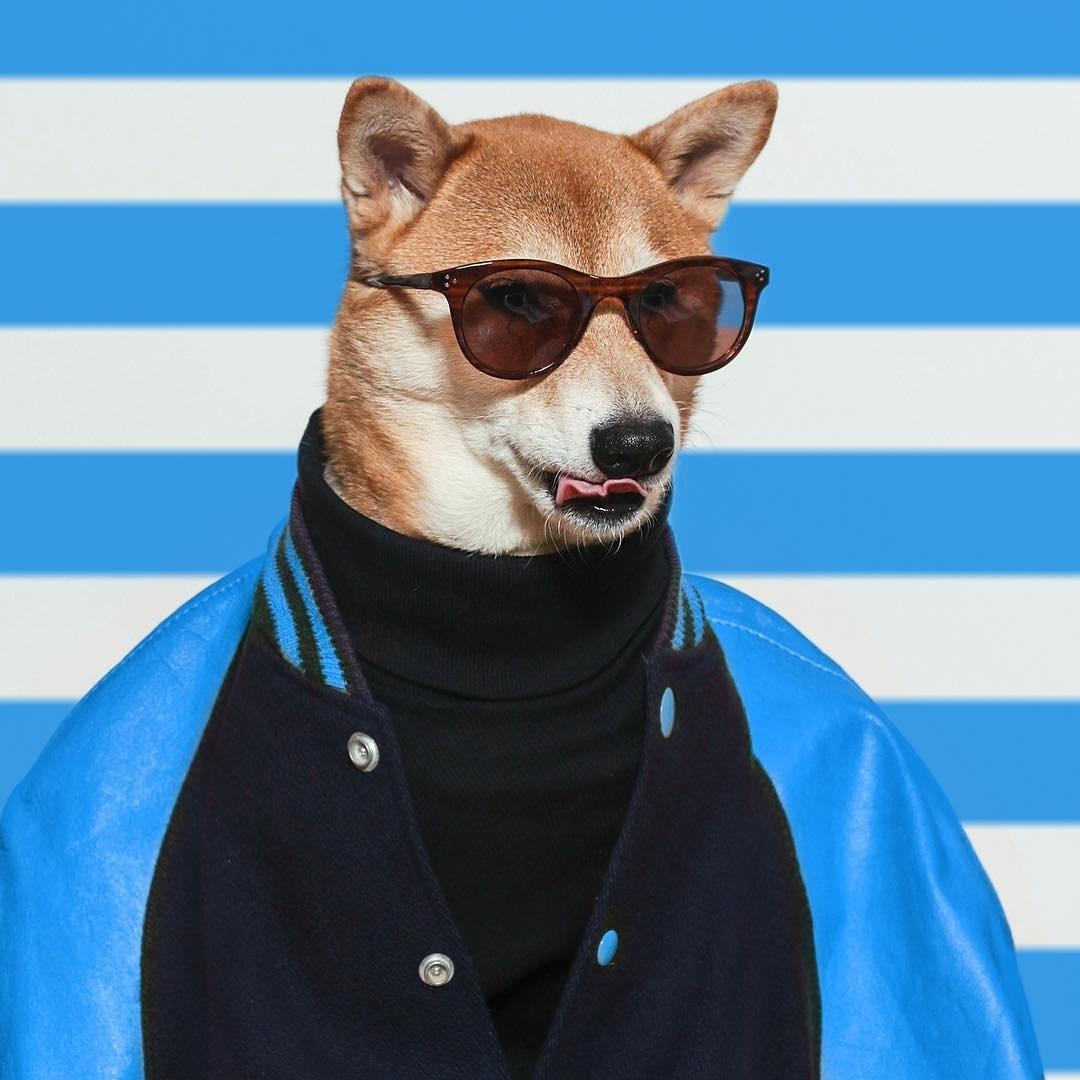 Bodhi, o Menswear Dog - Reprodução/Instagram