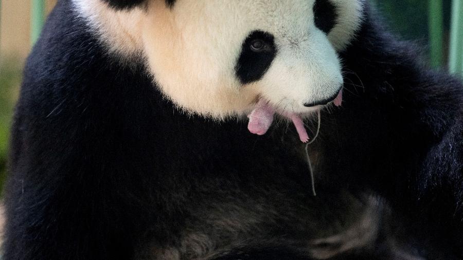 A panda gigante Huan Huan com os gêmeps recém-nascidos no zoológico ZooParc de Beauval, na França - ZooParc de Beauval/Reuters
