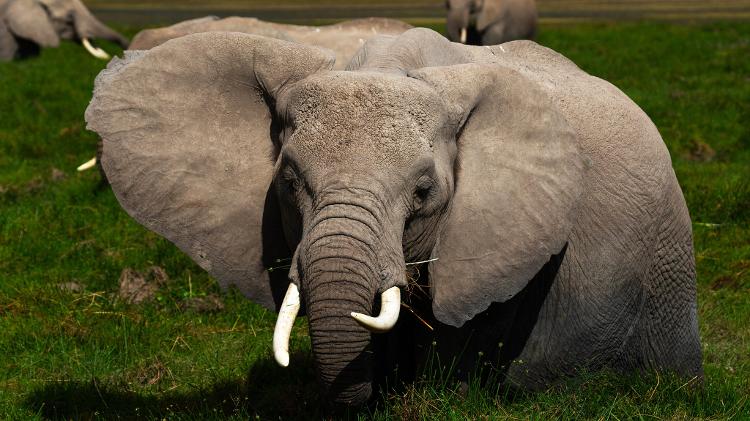 Elefante africano - Gety Images - Gety Images