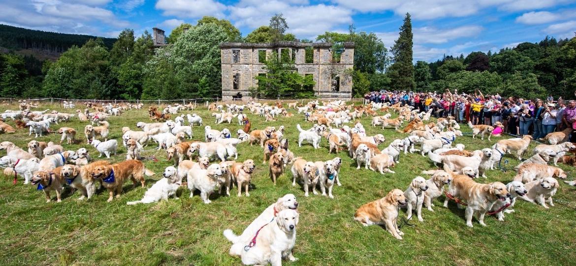 O Guisachan Gathering de 2023 celebrou os 155 anos da raça com o maior encontro de Golden Retrievers da história do evento: 488 cães - Reprodução/Twitter