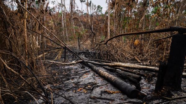 Area da Floresta Amazônica queimada em Novo Progresso, no Pará