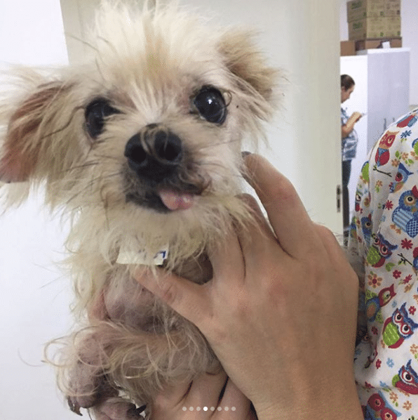 Luisa Mell divulga imagens dos cães resgatados em canil clandestino - Reprodução/luisamell