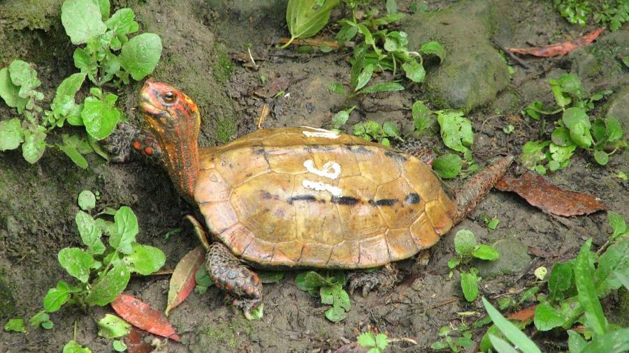 A administração teme que as tartarugas tenham sido roubadas para serem vendidas como animais de estimação - AFP