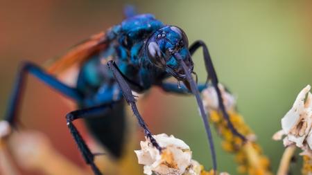 Ciência identifica vespa com picada mais dolorosa do mundo • DOL