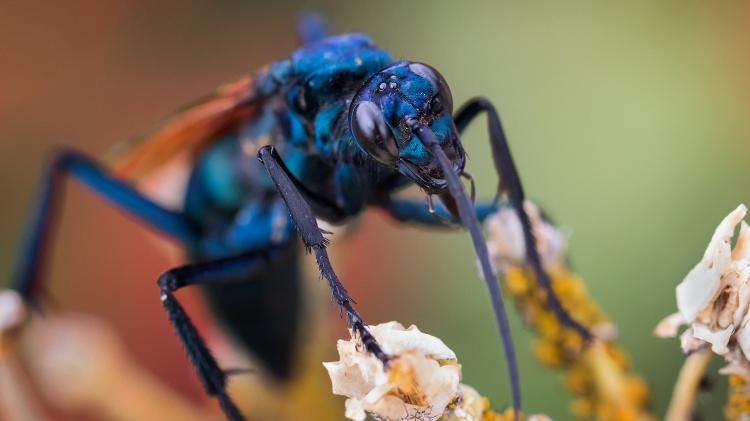 Vespa-cavalo-do-cão (gênero Pepsini), dona da picada mais dolorida do mundo, ela pode matar aranhas com mais que o dobro do seu tamanho. - Eric Lowenbach/Getty Images - Eric Lowenbach/Getty Images