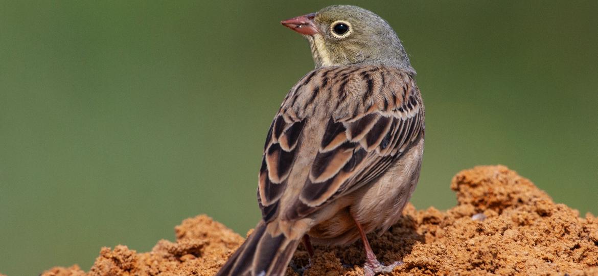Você comeria este passarinho por inteiro? Pois o consumo de ortolan já foi um ritual disputado na França - Getty Images/iStockphoto