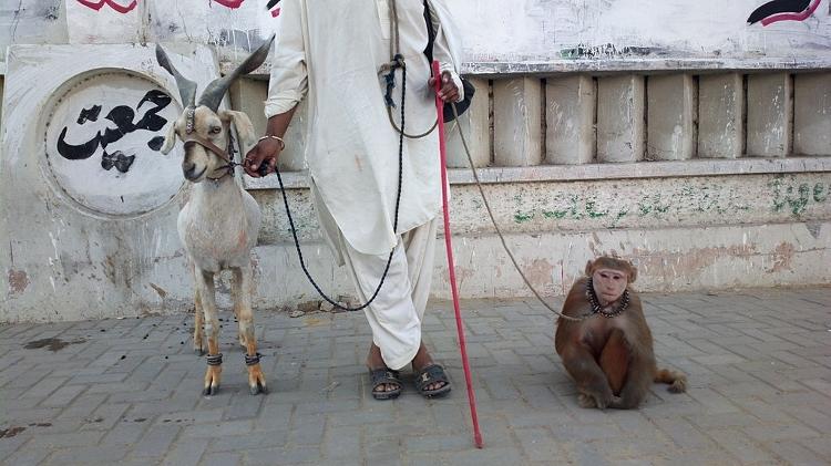 Macaco usado como animal de estimação no Paquistão - Raja Islam/Flickr Vision - Raja Islam/Flickr Vision