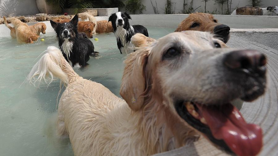Cachorros em creche para pets;  número de animais domésticos vem crescendo no Brasil