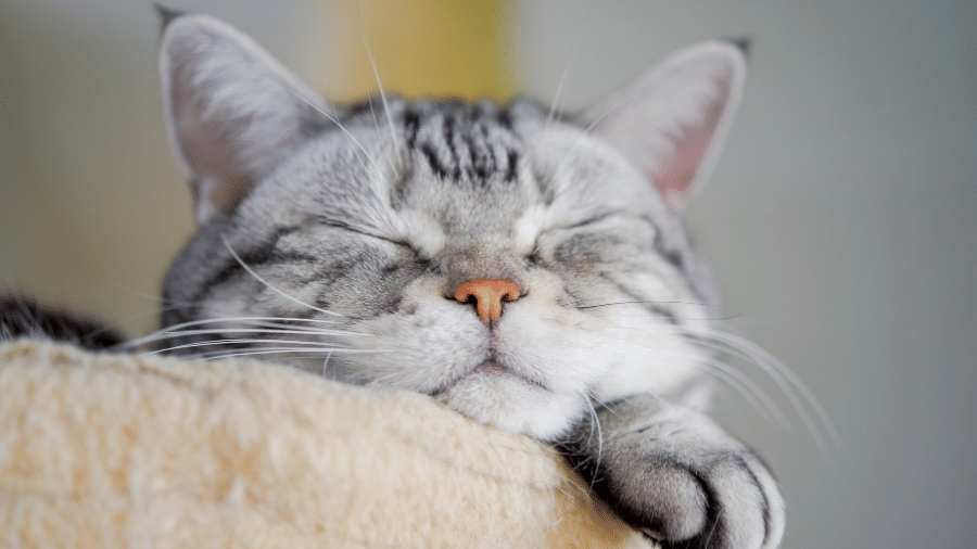 Gato dormindo Gato dormindo