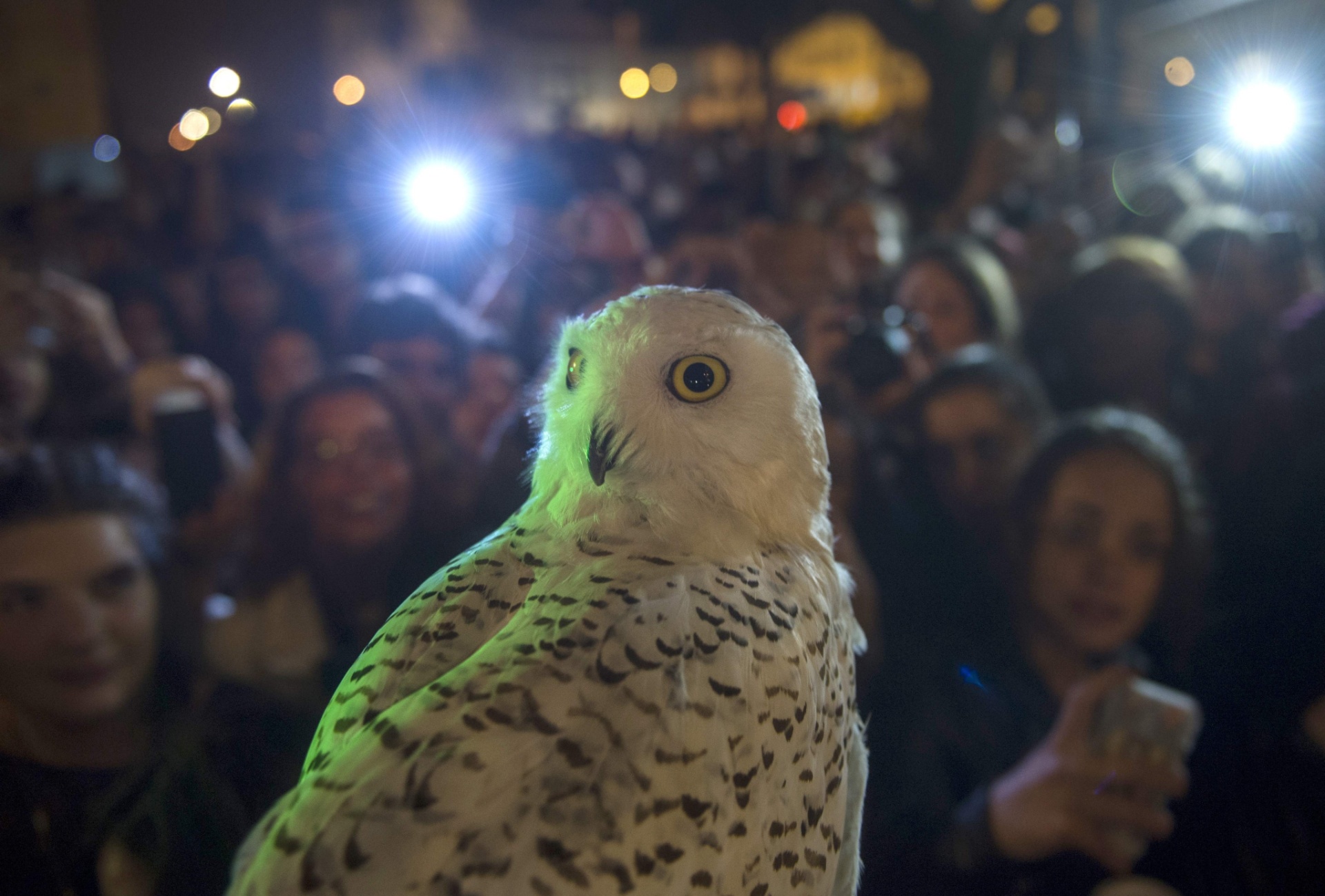 A livraria se transformou na meca dos fãs do Harry Potter em Portugal e atraiu muitas pessoas por conta do lançamento do novo livro do bruxinho - Miguel Riopa/AFP