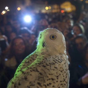 A livraria se transformou na meca dos fãs do Harry Potter em Portugal e atraiu muitas pessoas por conta do lançamento do novo livro do bruxinho - Miguel Riopa/AFP