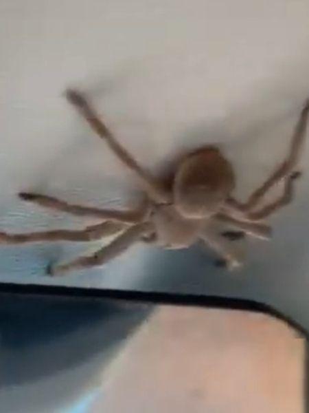A aranha "caçadora" no teto do avião - Reprodução/Instagram