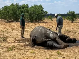 Países do Sul da África temem perder mais elefantes devido à seca