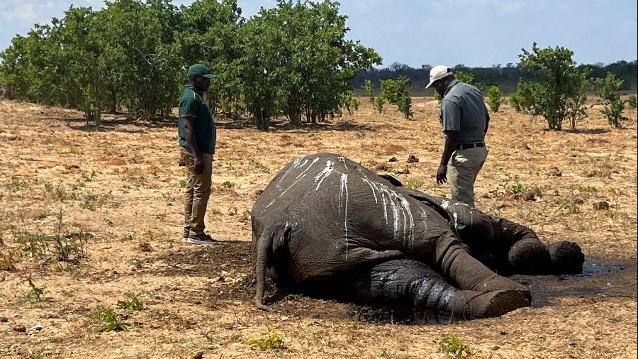 Corpo de elefante que morreu no Parque Nacional Hwange no Zimbábue em 2023