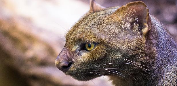 Gato-mourisco é reclassificado como 'quase ameaçado'