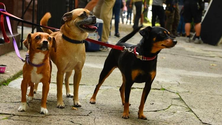Os amiguinhos de Bruno (centro), a cachorrinha Bella (esq.) e o Angie (dir.), da série "It's Bruno", da Netflix - Divulgação - Divulgação