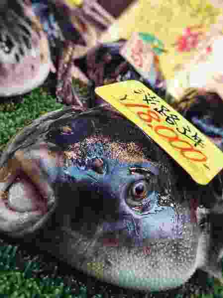 Baiacu vendido no Japão - iStock - iStock